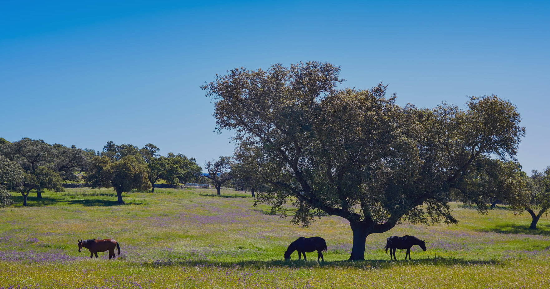 campo en Extremadura con árbol y animales