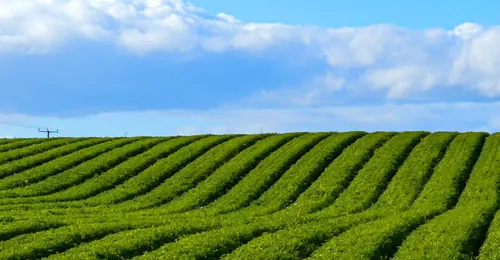 Agricultura ecológica