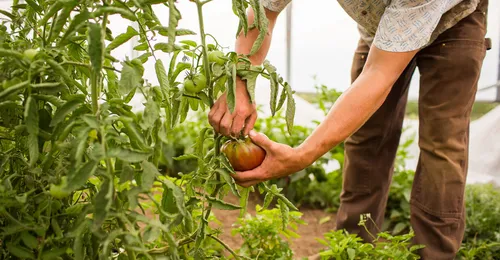 Sensórica aplicada a la agricultura y la explotación de instalaciones para la avicultura