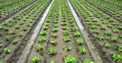 Uso eficiente del agua en el sector agrario