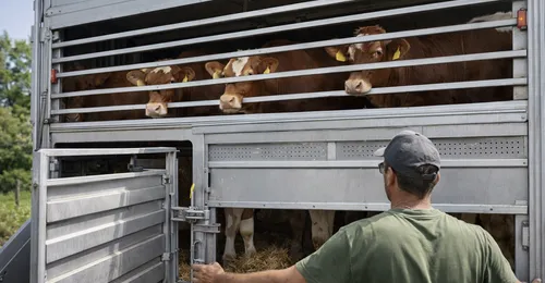 Bienestar animal en el transporte de animales vivos