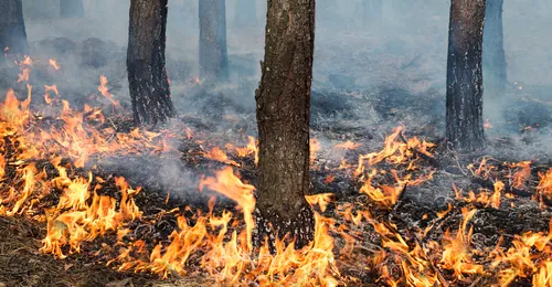 Incendios forestales: efectos medioambientales