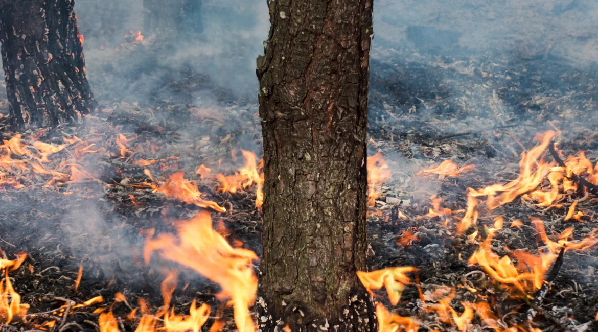 Incendios forestales: efectos medioambientales