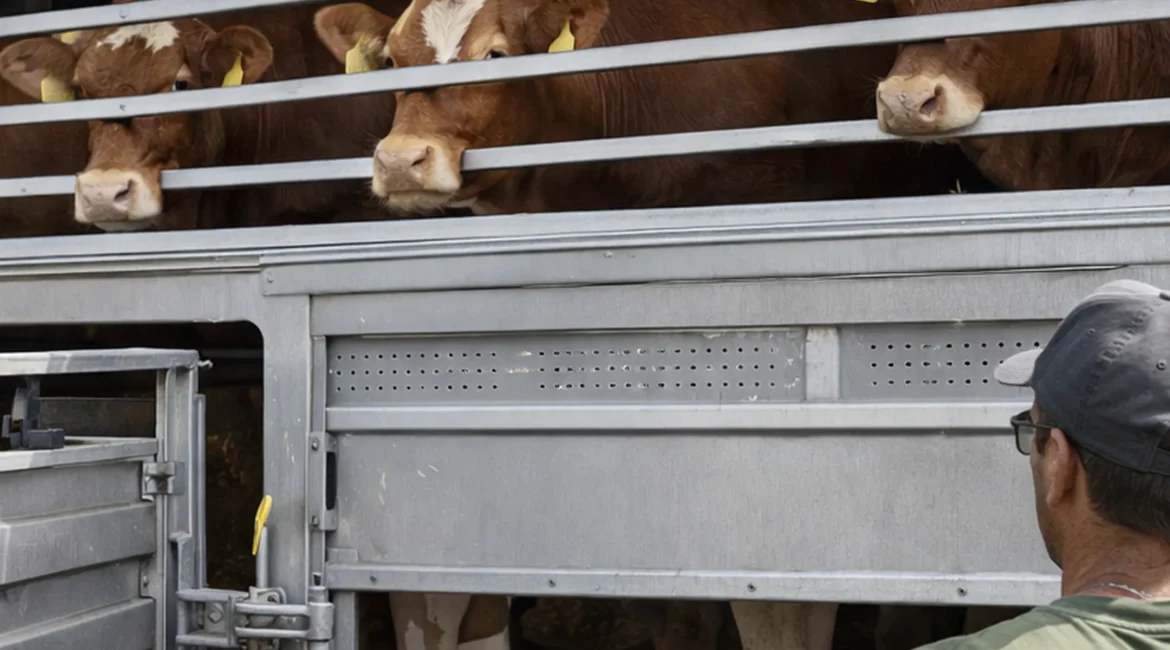Bienestar animal en el transporte de animales vivos