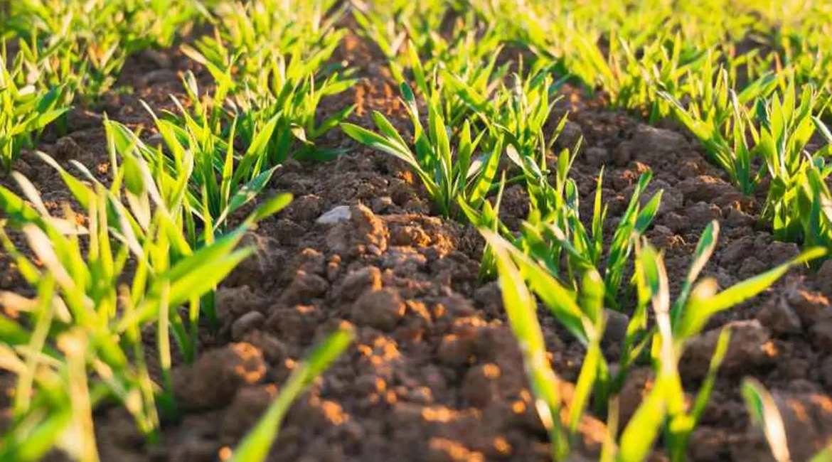 Abonado y fertilización en agricultura ecológica