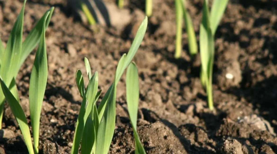 Explotaciones agrarias en agricultura ecológica
